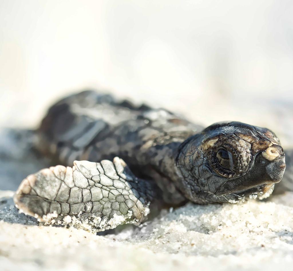 Gulf sea turtles Loggerhead hatchling Five species of sea turtles, all endangered, use the waters and coastlines of the Gulf of Mexico for nesting, feeding and migration.
