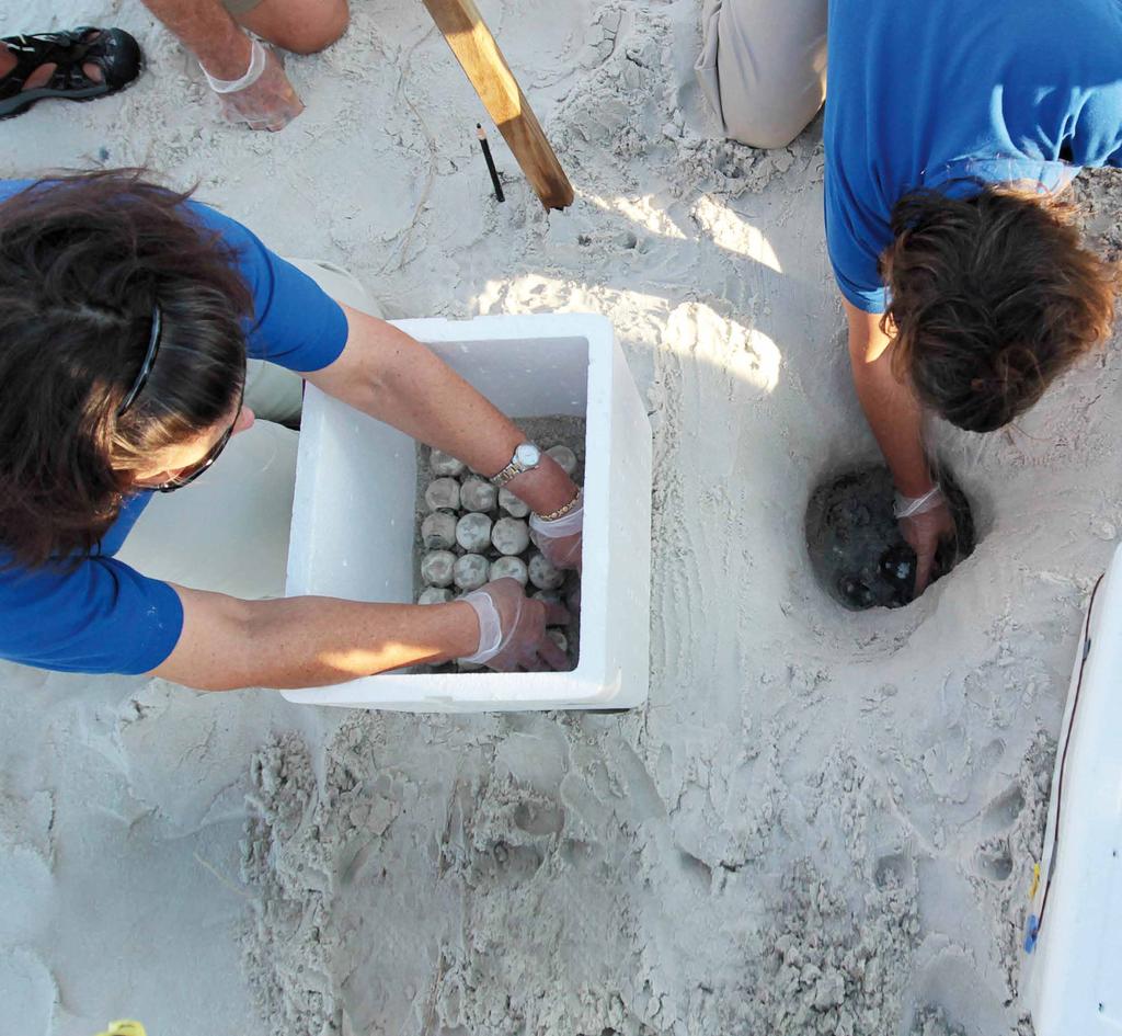 Wildlife managers preparing sea turtle eggs for transport following the 2010 spill Blue-winged teal MOVING TURTLE EGGS OUT OF HARM S WAY In the months immediately following the spill, NFWF teamed up
