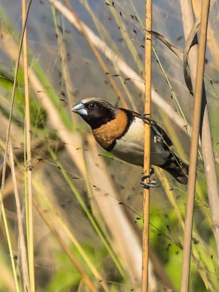 We may also be lucky in finding the enigmatic Black-throated Finch.