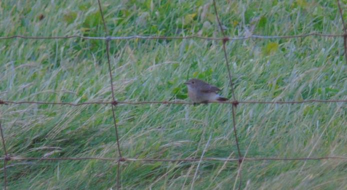 Pipits, Arctic Warbler, Bluethroat and
