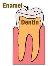 ii. Enamel is the hardest substance in the human body, to protect the teeth from high