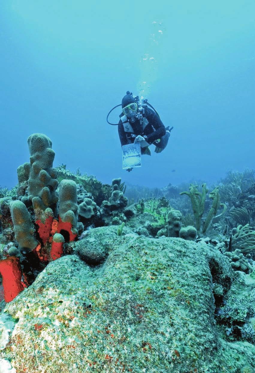 Opposite: Brain Coral, Rhone Reef, British Virgin Islands, 1989. Armando Jenik. Left: Brain Coral, Rhone Reef, British Virgin Islands, 2011. David Arnold.