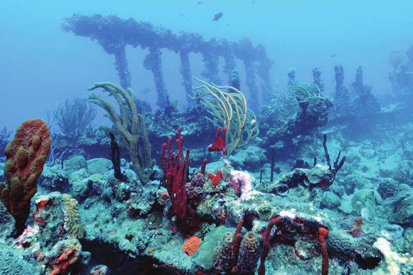 2005 Top: Wreck of the Rhone, British Virgin Islands, 2005. Jim Scheiner.