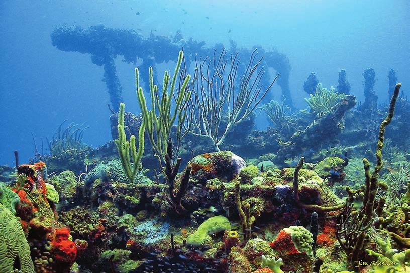 2011 During the summer of 2005, much of the Caribbean warmed, killing the colorful algae that lives on corals and supplies them