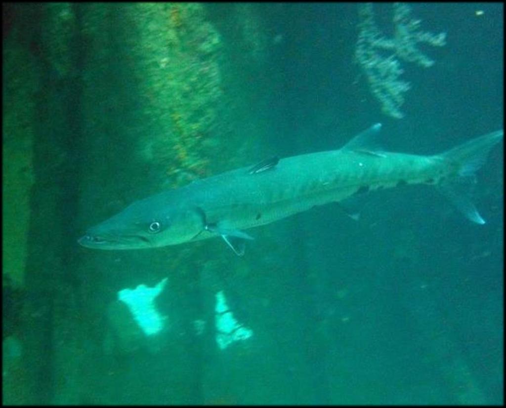 CREATURE OF THE MONTH Great Barracuda (Sphyraena barracuda) These roaming predators can reach 6ft long and can be seen all year round on the reefs of Montserrat.