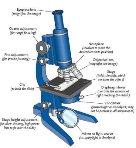 Aim #1 3 Safety, Instrumentation, Microscope Compound