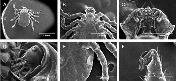 com/science/article/2012 03/video first living animal ever imaged scanning electron microscope Other microscopes Phase contrast
