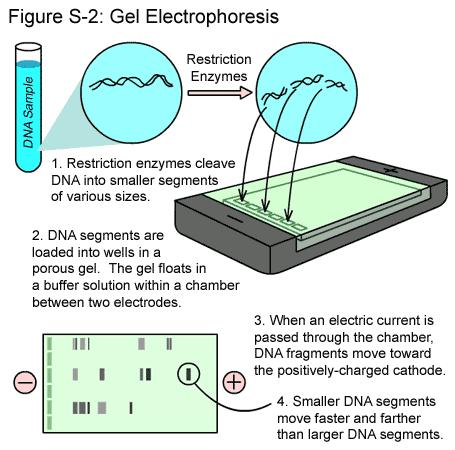 Gel Electrophoresis: - uses