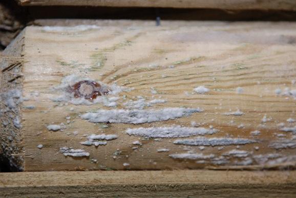 3. Mould Mould is visible on the surface of the wood in the form of white, grey or black mycelium and fruit body shreds.