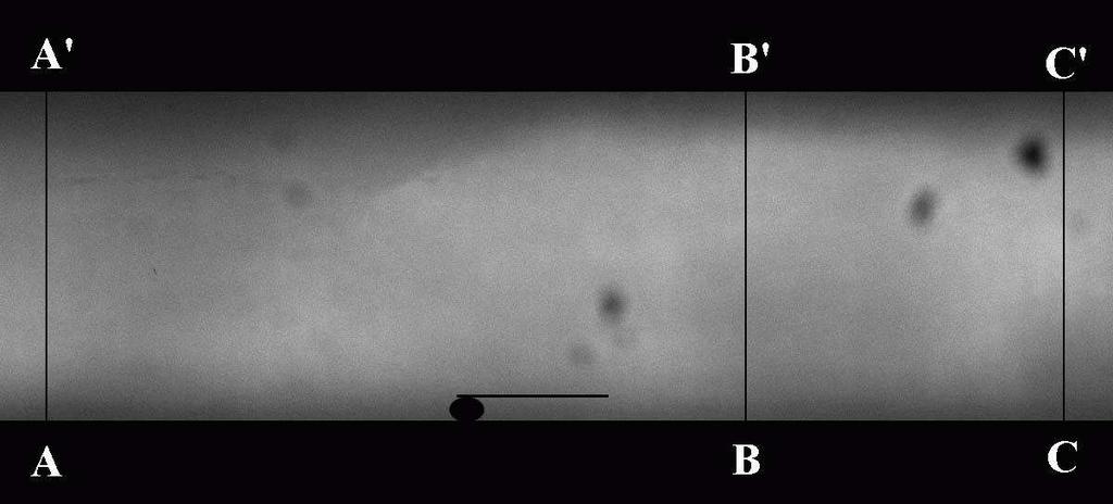 Mixing enhancement is characterized by the measuring the intensity of the emitted light from the fluorescent dye. The images were viewed and processed using a Matlab image processing toolbox.