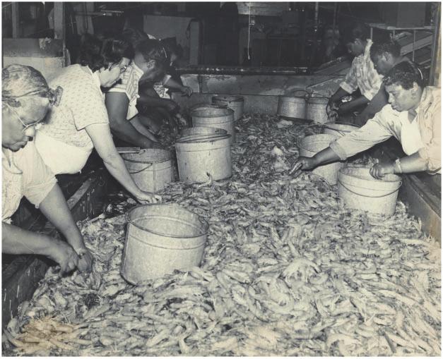494 Environmental History 21 (July 2016) Figure 2. Processing shrimp for packing and market in Morgan City, Louisiana. Courtesy Morgan City Archives. seafood.
