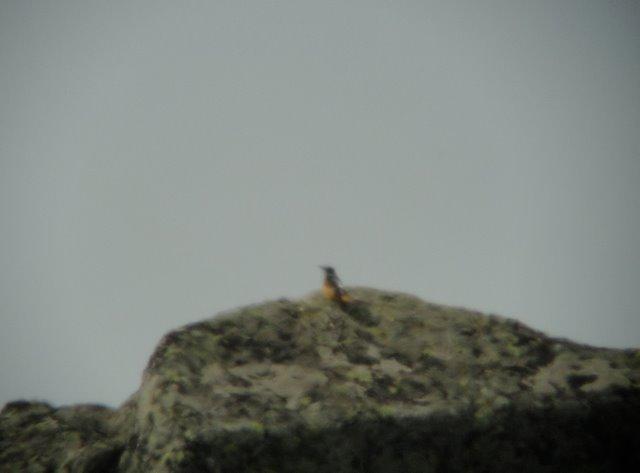 Above: digiscoped Rock Thrush! The party turned a very impressive 210 species of which 4 were heard only. I missed a few but still hit 200 and saw 60 lifers.