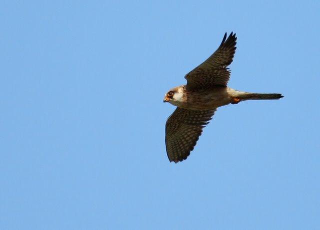 A pair of Montagu s Harriers seen well over fields from the moving coach brought the day s raptor tally to 13 species.