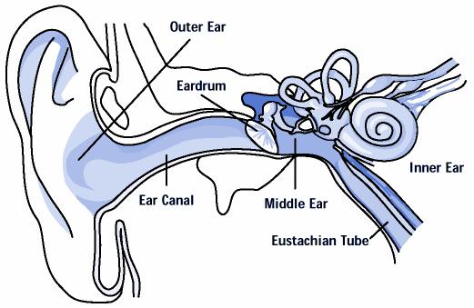 Hearing Physical apparatus: Outer ear Middle ear Inner ear protects middle ear and amplifies sound transmits sound waves as vibrations to inner ear cells release chemical transmitters and cause