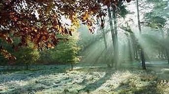 Visible & invisible light Light allows us to use one of the senses - vision The sun's rays that spread among the trees,