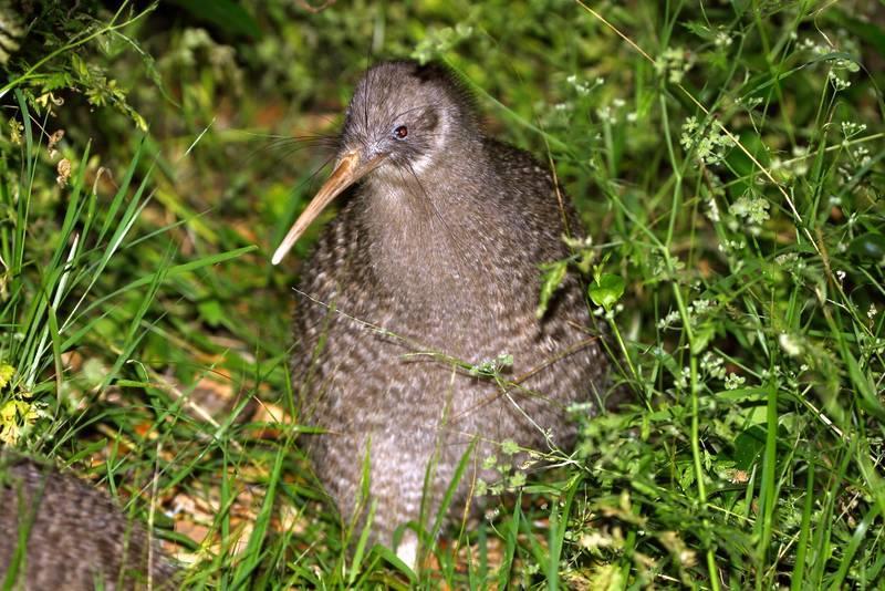 New Zealand Comprehensive II 22 nd October to 7 th November 2018 (17 days) Little Spotted Kiwi by Adam Riley New Zealand supports a host of unusual endemic land birds and a rich assemblage of marine
