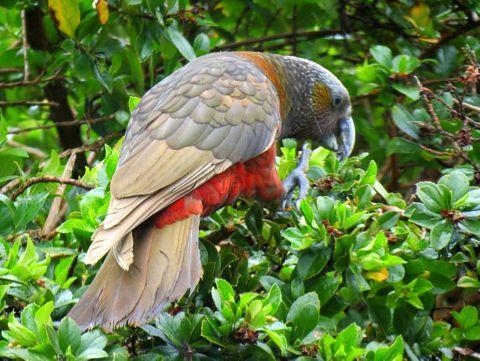 RBL New Zealand - Comprehensive Itinerary 6 further opportunities to look for Takahe and North Island Kokako, if previously missed. Day 7: Kapiti Island to Picton.