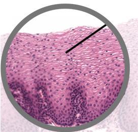 #6 The truth is, this low magnification is fine for identifying this tissue.