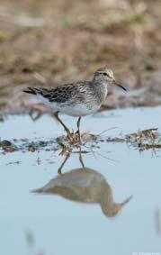 FORAGING STRATEGY AS KILLDEER PECTORAL SANDPIPER FORAGES