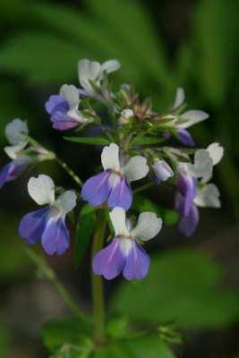 PAGE 2 BRIAN JORG OUTDOORS Native Spotlight: Blue Eyed Mary One of my all-time favorite wildflowers, Blue eyed Mary (Collinsia verna) is a member of the figwort family.