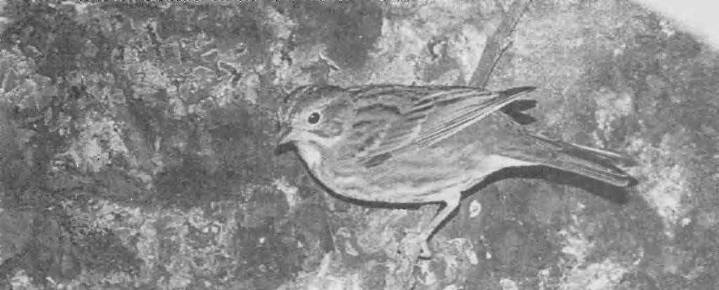 446 Votier & Bradshaw: Identification of Chestnut Bunting Plate 151. Captive adult female Chestnut Bunting Emberiza rutila, UK, February 1990 (C. Bradshaw).