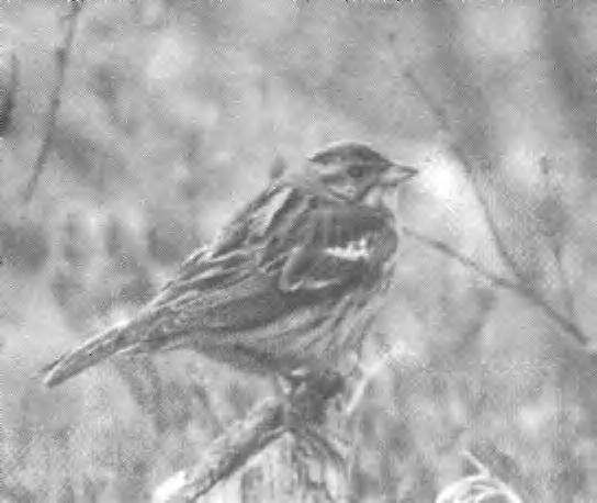 British Birds, vol. 89, no. 10, October 1996 447 Plate 153. Adult female Chestnut Bunting Emberiza rutila, Hebei, China, May 1993 (C. Bradshaw).