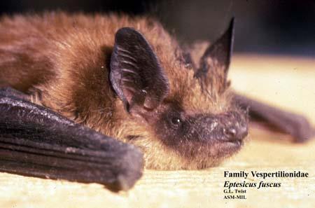 Eptesicus fuscus (big brown bat) Name