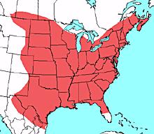 Lasiurus borealis (Eastern red