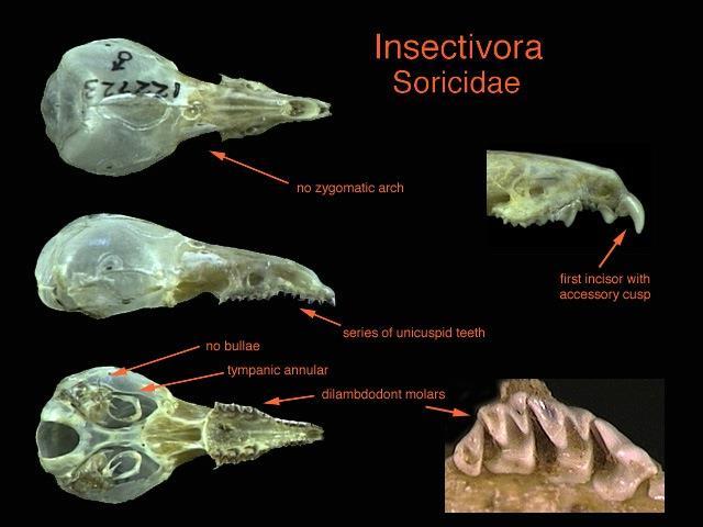 Order Soricomorpha, Family Soricidae shrews 1) Lack zygomatic arches, auditory bullae, and postorbital process 2)