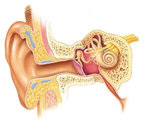 Basic auditory anatomy n Structures
