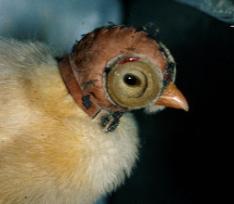 The Chick as an Animal Model of Refractive Development Some time ago we showed in our laboratory that the growth of the chick eye and its refraction could be altered by lenses.