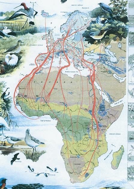 What do AEWA and flyway conservation mean in Africa? Flyways?