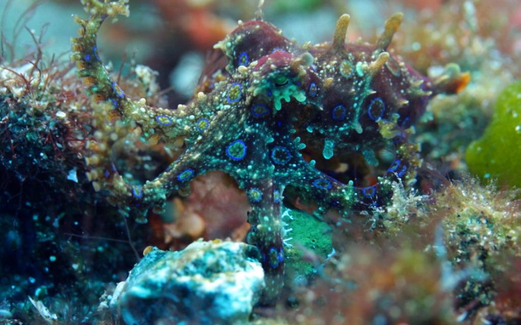 This video explores the reef s biotic and abiotic features, including coral formation