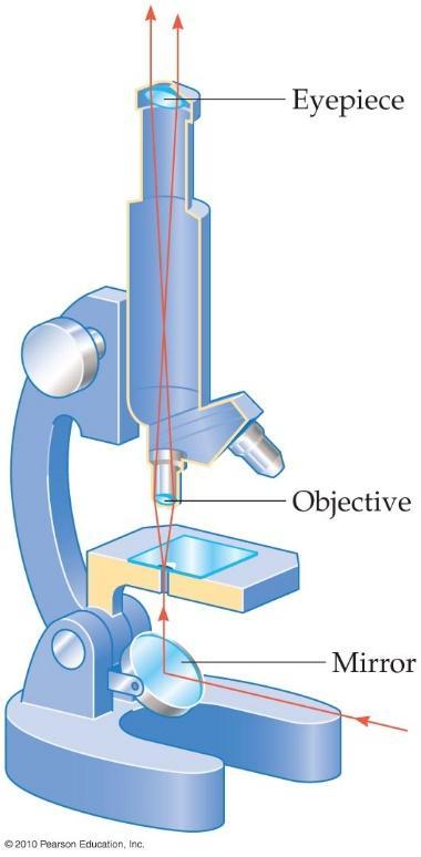 The Compound Microscope In a compound microscope the object to be viewed is placed just outside the focal point of the objective.