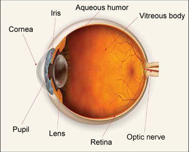 The Human Eye Ideally, the lens of the eye focuses the light rays from an object on the retina at the back of the eyeball.