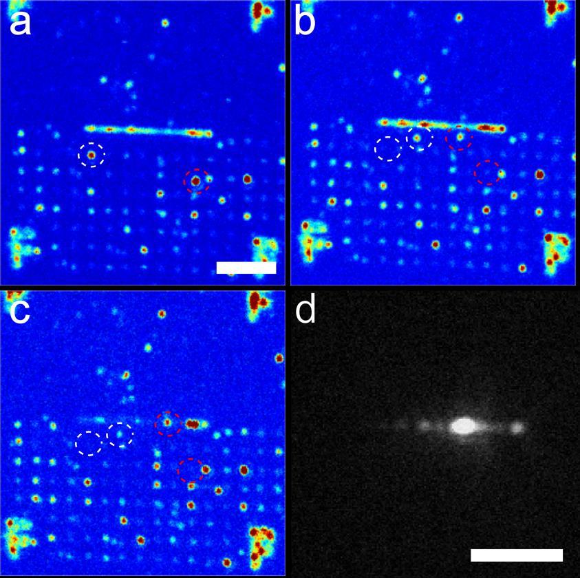 Supplementary Figure 6. Assembly and coupling of device #2. a-c) Confocal scans demonstrating the deterministic positioning of two selected nanodiamonds (white and red circles).