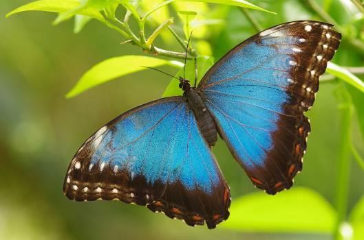 Tour Itinerary Costa Rica From Coast to Cloudforest Blue Morpho The programme for each of our days in Tortuguero National park will follow a similar pattern.
