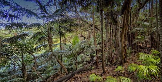 Lord Howe is where Kentia Palms come from and with the Banyan Trees the rainforests are spectacular indeed (Photo). Seventh heaven for photographers!
