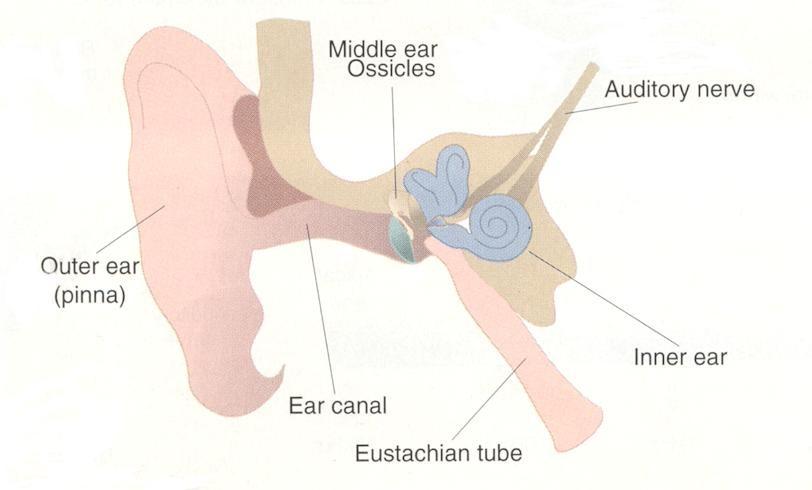 The Ear: The "eustachian tube" serves to equalize air pressure