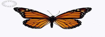 2 Butterflies-Avian Biology On April 15th from 9-11 a.m. and April 29th from 9:30-11:00 a.m., Brian Blevins and Jennifer Lanphere will be presenting an art and biology lesson.