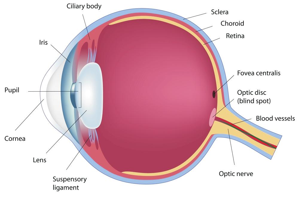 HOW THE EYE WORKS BACKGROUND: Diagram 39 1. Label the retina, iris, cornea, lens in the eye diagram 39 above. The iris is the colored part of your eye. It controls how much light is let into the eye.