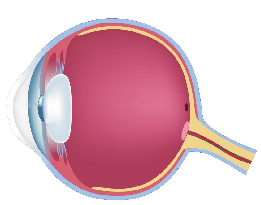 Name: Date: BACKGROUND: HOW THE EYE WORKS Diagram 41 1. Label the retina, iris, cornea, lens in the eye diagram 41 above. The iris is the colored part of your eye.
