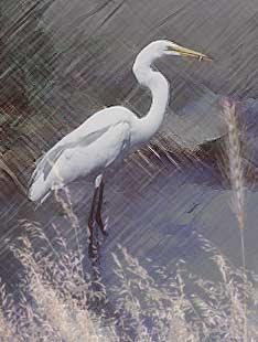 ADOBE PHOTOSHOP 6.0 Classroom in a Book 133 2 Choose Select > Inverse. The previous selection (the egret) is protected, and the background is selected.