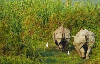 Overnight Machan Paradise View Lodge - All meals included Day 10 Chitwan National Park Early morning enjoy an elephant safari to explore the park.