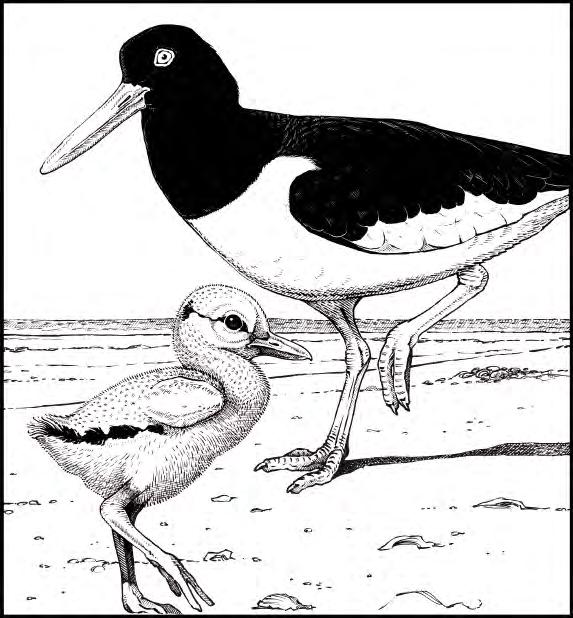 Florida Beach-nesting Bird Report Summary of