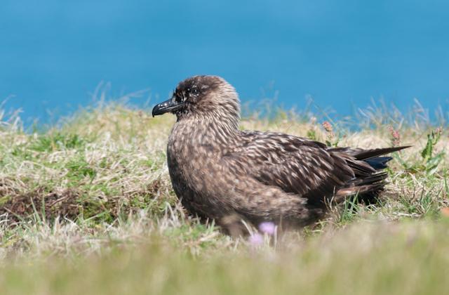 Above: Bonxie drinking My next stop was the cliffs just to the