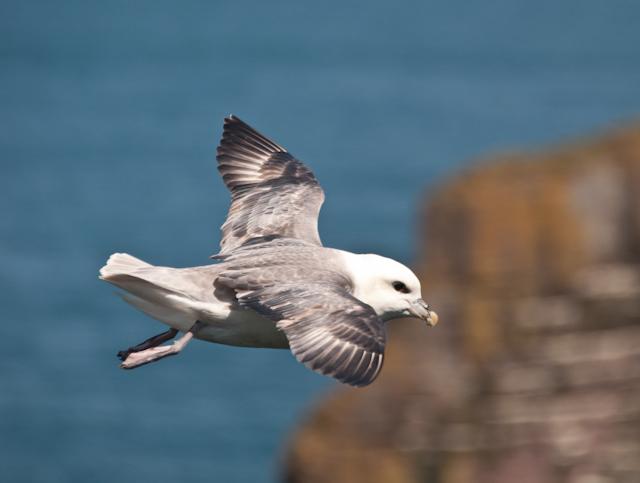I also spent an hour trying for flight shots of skuas and Fulmar with limited success.
