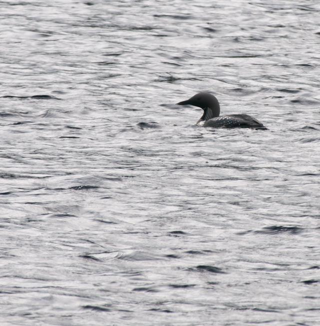 Above: Black-throated Diver Above: Golden Eagle Thanks must go to the Scottish Wildlife Trust and their wardens on Handa, to