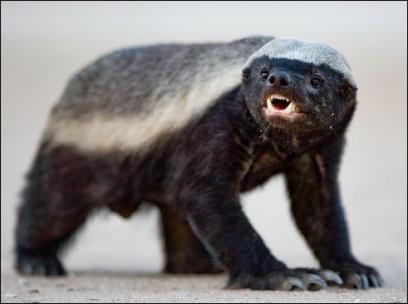 MY WINNING STRATEGY I AM A HONEY BADGER My winning strategy is that of a honey badger I work hard and vigorously pursue my endeavors with full focus. I have a tireless drive.