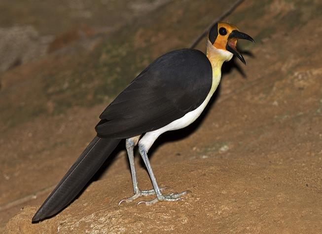 Sierra Leone Rockfowl and Upper Guinea Specials 1 st to 15